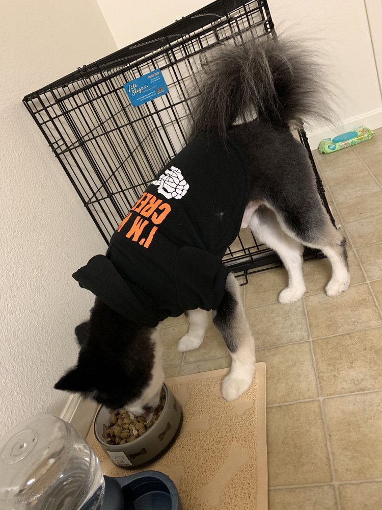 PAWSH PLACE VETERINARY CENTER & BOUTIQUE 78 Photos & 211 Reviews