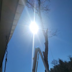 Tomassacci Tree