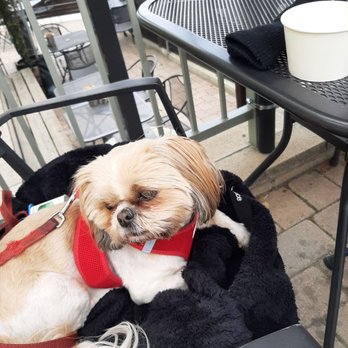 Tickle Tree Cafe - Our other dog joined us for lunch, too! She approved of the turkey breast! Lol! - Cafes Near Me - La Crescenta, California Tickle Tree Cafe - Our other dog joined us for lunch, too! She approved of the turkey breast! Lol! - Cafes Near Me - La Crescenta, California