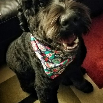Pawfect Styles - Super cute and super happy! Someone loved their time with Randi, Rob and friends! - Pet Groomers Near Me - Glen Ellyn, Illinois