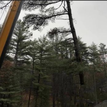 Tree Slayers - 12 pines removed in Sudbury - Tree Services Near Me - Hudson, Massachusetts