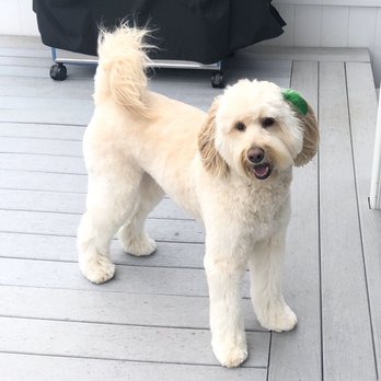 Brooklyn Paw House - Pet Groomers Near Me - Brooklyn, New York