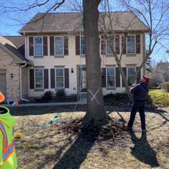 Luigi's Tree Service - Front yard tree removal in Buffalo Grove, Illinois - Tree Services Near Me Luigi's Tree Service - Front yard tree removal in Buffalo Grove, Illinois - Tree Services Near Me