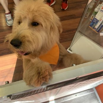 Orange Grooming - Bentley! - Pet Groomers Near Me - Miami, Florida Orange Grooming - Bentley! - Pet Groomers Near Me - Miami, Florida