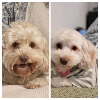 Hello Kim's Grooming - Before and after of luna's best haircut - Pet Groomers Near Me - La Mirada, California