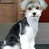 ClipArt Dog Grooming gift card