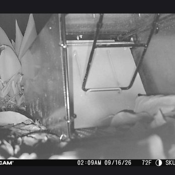 Accurate Rodent & Wildlife Control - Skunk caught in the trap - Wildlife Control Near Me
