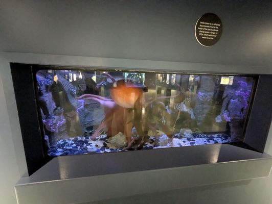Bailey-Matthews National Shell Museum & Aquarium by null