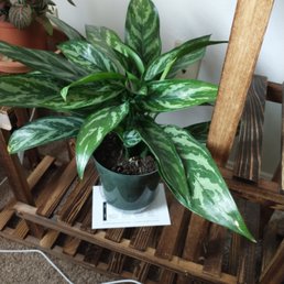 Plant 2