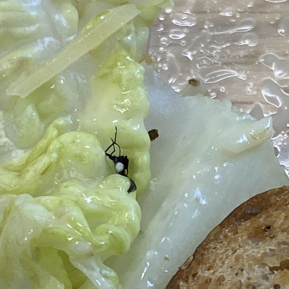 Jacks Urban Eats - Bug - New American Near Me - Roseville, California Jacks Urban Eats - Bug - New American Near Me - Roseville, California
