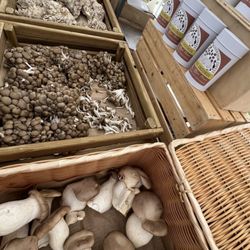 Seaside Farmer's Market - Mushroom booth