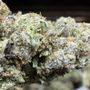 Photo of Brotherly Bud