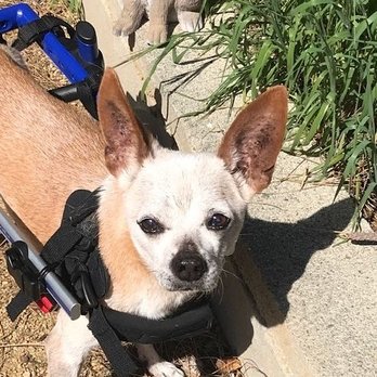 Gemcore Veterinary Services - Amazing Lucky man - Veterinarians Near Me - Chatsworth, California Gemcore Veterinary Services - Amazing Lucky man - Veterinarians Near Me - Chatsworth, California