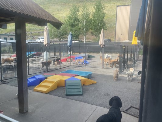 DOGJAX - Updated July 2025 - 55 Reviews - 3590 S Park Dr, Jackson, Wyoming - Pet Sitting - Phone ...