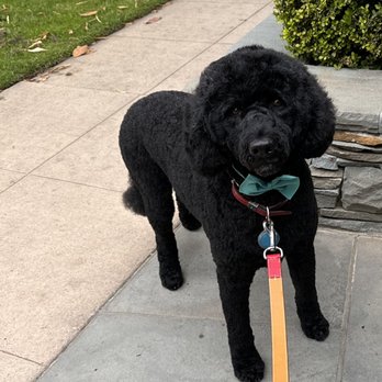 Jorge's Happy Paws - Summer cut ! - Pet Groomers Near Me Jorge's Happy Paws - Summer cut ! - Pet Groomers Near Me