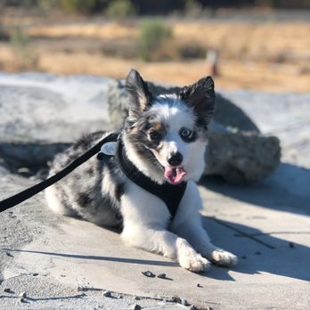 Sunnyvale Veterinary Clinic - Veterinarians Near Me - Sunnyvale, California