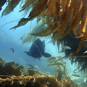 Scuba by Design - Lurking Giant Seabass - Scuba Diving Near Me - Avalon, California