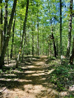 Sweetwater Creek State Park by null