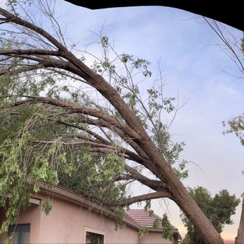 The Arborist - Tree Services Near Me - Virgin, Utah The Arborist - Tree Services Near Me - Virgin, Utah