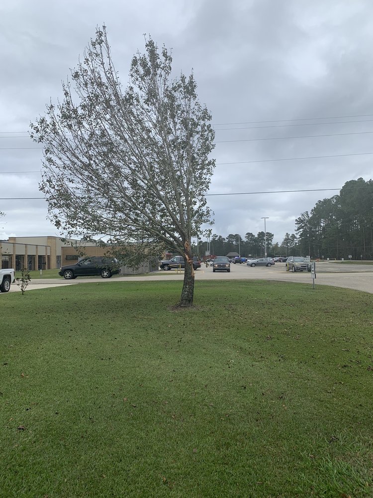 ACADIAN TREE AND STUMP REMOVAL SERVICE 14 Photos 112 Castle Dr