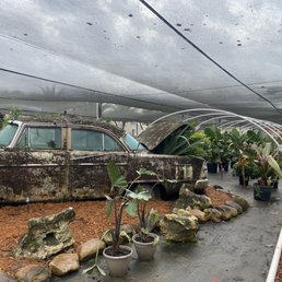 Plants