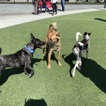 Adopt A Doggie - Pet Adoption Near Me Adopt A Doggie - Pet Adoption Near Me