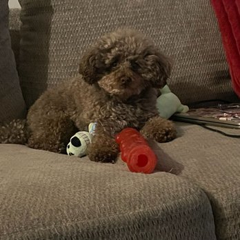 AJs Pet Sitting - Dog Walkers Near Me AJs Pet Sitting - Dog Walkers Near Me