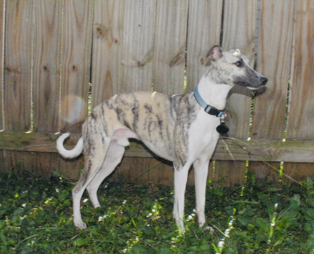 HERTZOG WHIPPET PUPPIES AVAILABLE Updated August 2025 15 Photos