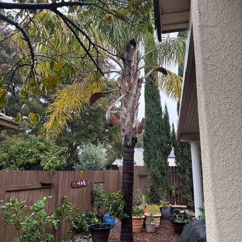 Greenwood Tree Service - Tree Services Near Me - Sacramento, California Greenwood Tree Service - Tree Services Near Me - Sacramento, California