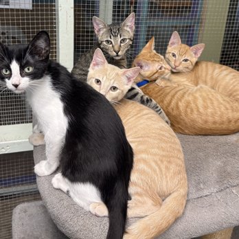 Central Texas SPCA - Alvin, Simon, Theodore, Dave and Fern. - Animal Shelters Near Me - Leander, Texas