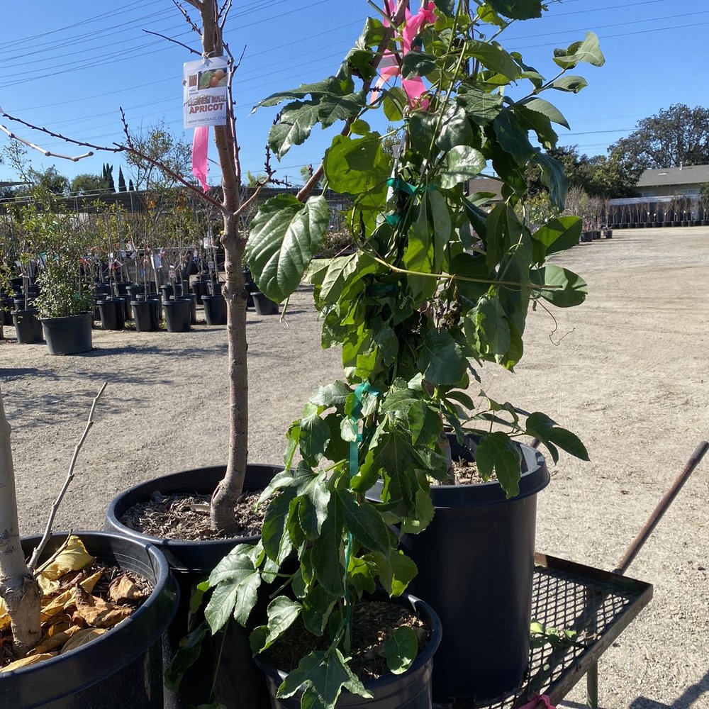 Mimosa Nursery - Passion fruit - Nurseries & Gardening Near Me - Anaheim, California Mimosa Nursery - Passion fruit - Nurseries & Gardening Near Me - Anaheim, California