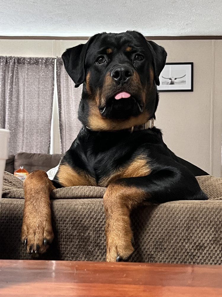 Christys Grooming Salon Image