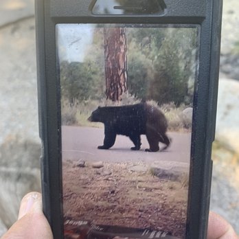 Granite Flat Campground - The bear warnings are genuine. Photo of this large brown bear was taken early morning in Granite Flat Campground in August 2020. - Campgrounds Near Me - Truckee, California