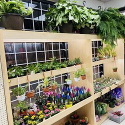Village Market - Cactus