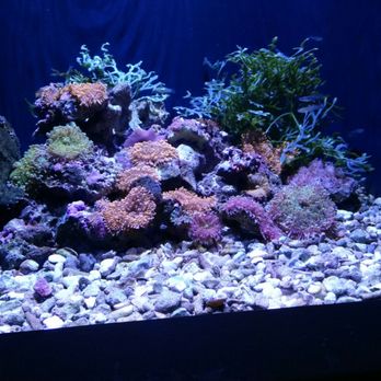 Seattle Aquarium - Coral reef with fish - Aquariums Near Me - Seattle, Washington Seattle Aquarium - Coral reef with fish - Aquariums Near Me - Seattle, Washington