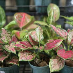 Landers Superstore - Colorful Aglaonema