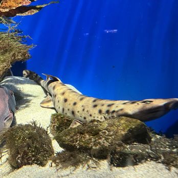 Birch Aquarium - Shark - Aquariums Near Me - La Jolla, California