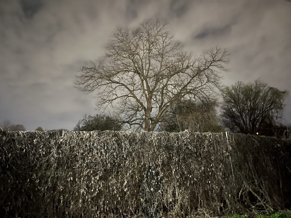 Food from Frank Jones Corner