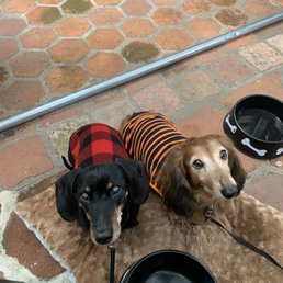 A trip to dog friendly Carmel, CA