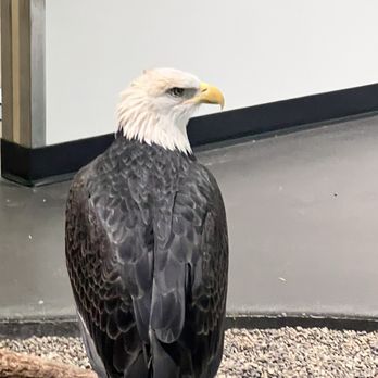 National Eagle Center - Eagle - Museums Near Me - Wabasha, Minnesota