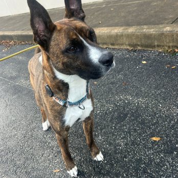 Modern K9 Solutions - Pet Training Near Me - Warrenton, Missouri Modern K9 Solutions - Pet Training Near Me - Warrenton, Missouri