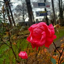Village of Scarsdale - Beautiful China Rose in Chase Park - 11/25/2025