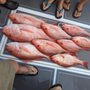 Photo of Just-In-Time Sport Fishing