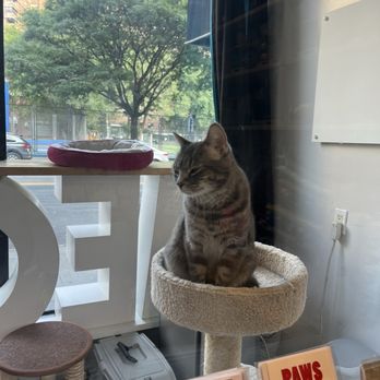 Meow Parlour - Animal Shelters Near Me - New York, New York Meow Parlour - Animal Shelters Near Me - New York, New York