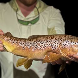 Ellis Ward Guide Service - Mousing for brown trout on the Watauga and South Holston Tailwaters