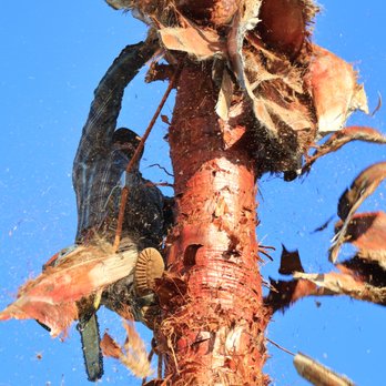 Calis landscaping - Tree Services Near Me Calis landscaping - Tree Services Near Me