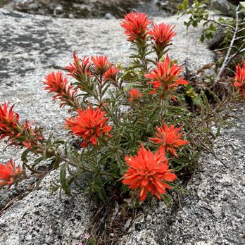 Vernal Fall - Indian paintbrush - Parks Near Me Vernal Fall - Indian paintbrush - Parks Near Me