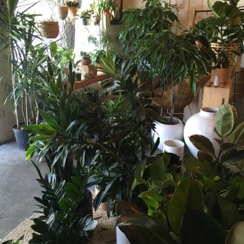 Frond Plant Shop - Nurseries & Gardening Near Me - Austin, Texas