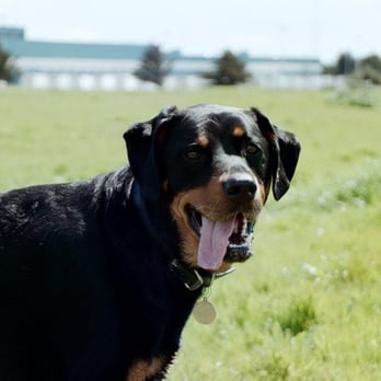 Tails to Trails - Loxie - Dog Walkers Near Me Tails to Trails - Loxie - Dog Walkers Near Me