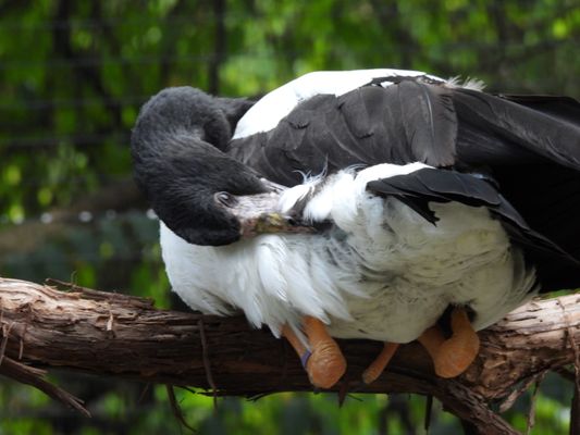 Cincinnati Zoo & Botanical Garden by null